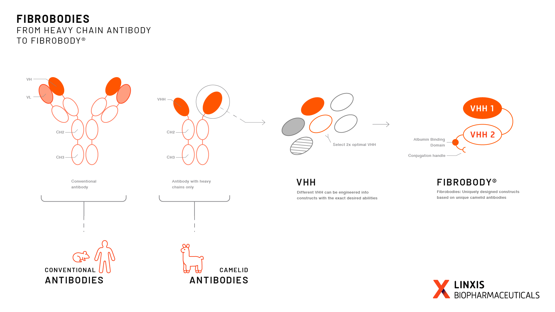 LinXis-fig-Antibody-to-Fibrobody.png