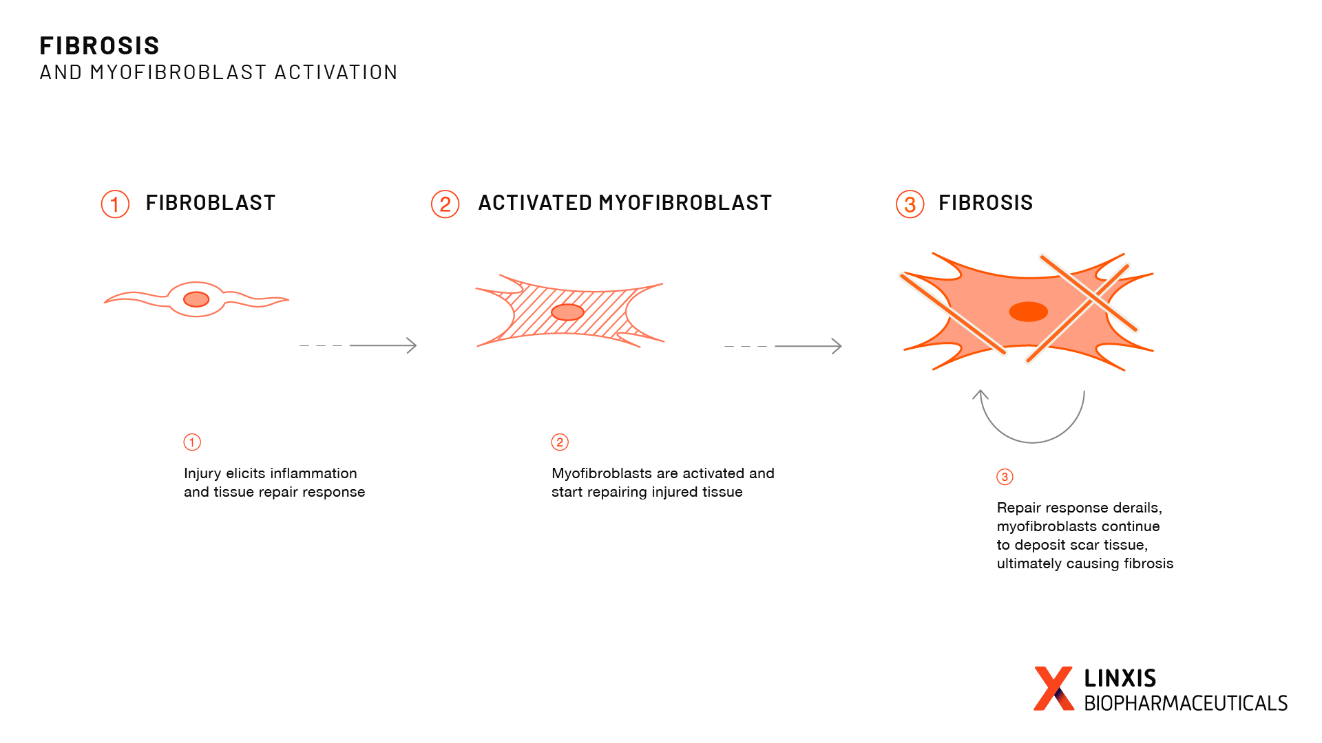 LinXis-fig-Fibrosis-and-myofibroblast-activation.png